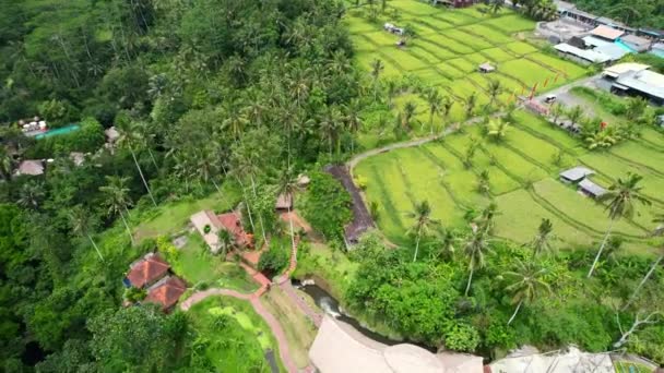 Circundante Terraço Campo Arroz Tropical Natureza Verde Exuberante Ubud Bali — Vídeo de Stock