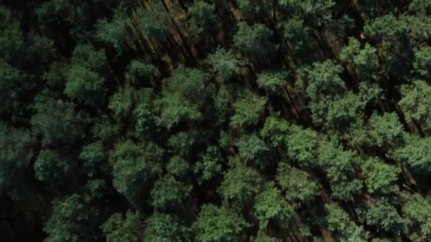 Aerial Top Shot Pine Tree Forest Camera Lurks Slowly Forward — Stockvideo