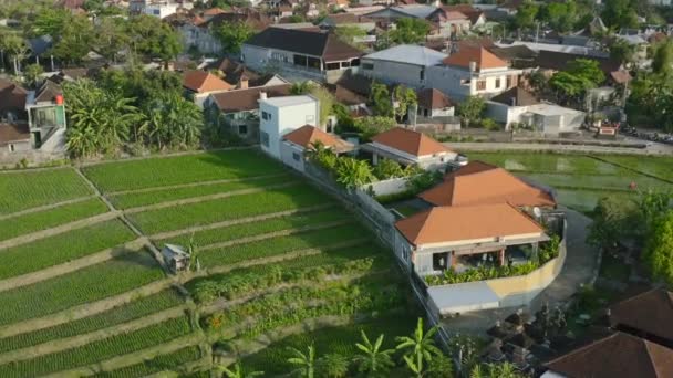 Manhã Ensolarado Antena Campos Arroz Verde Casas Locais Indonésia Bali — Vídeo de Stock