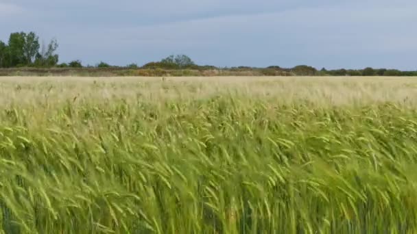 Spring Scene Wheat Field Swaying Wind Castilla Spain Static — ストック動画