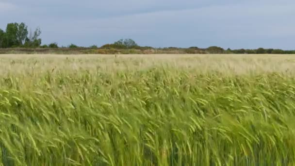 Cena Primavera Com Campo Trigo Balançando Vento Castilla Espanha Estática — Vídeo de Stock