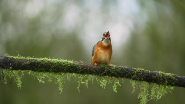 Pássaro Kingfisher Come Pequeno Peixe Enquanto Está Sentado Galho Musgoso — Vídeo de Stock