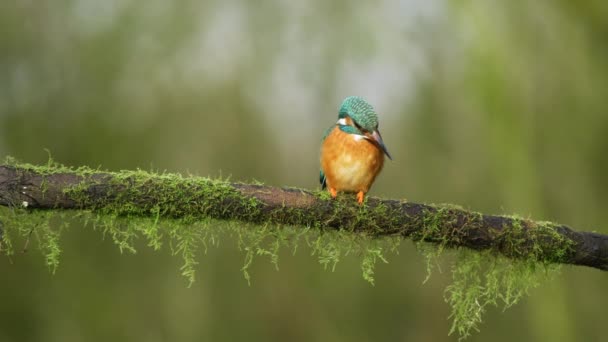 Close Pássaro Kingfisher Sentado Ramo Árvore Coberto Musgo Ele Procura — Vídeo de Stock