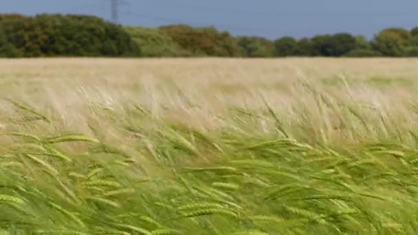 Vast Wheat Field Focus Foreground Moved Soft Wind Static Spain — Video