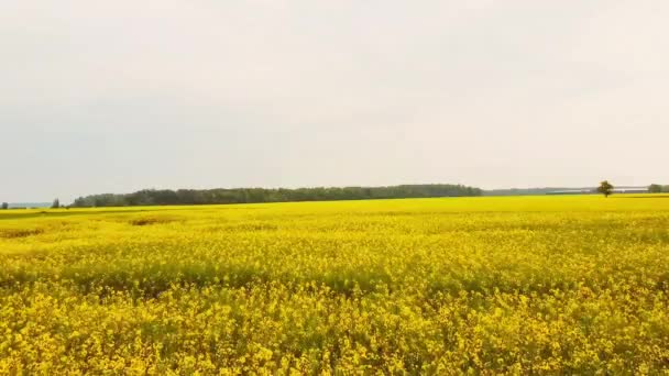 Campo Colza Amarilla Lithuania — Vídeos de Stock