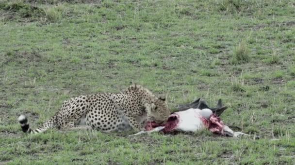 Ghepardo Con Antilope Appena Uccisa Prateria Aperta Prima Osservando Dintorni — Video Stock