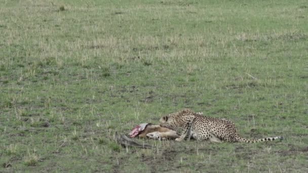 Ghepardo Che Nutre Antilope Appena Uccisa Prati Verdi Aperti Parte — Video Stock