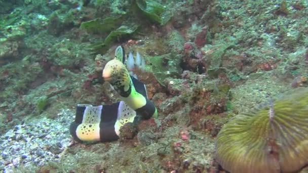 Clamydatus Moray Anguila Levanta Cabeza Arrastra Hacia Cámara Sobre Fondo — Vídeos de Stock