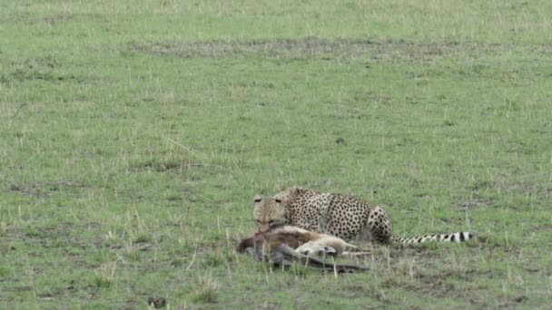 Gepard Krmící Čerstvě Usmrcenými Antilopy Otevřených Zelených Loukách Zdechlina Stále — Stock video