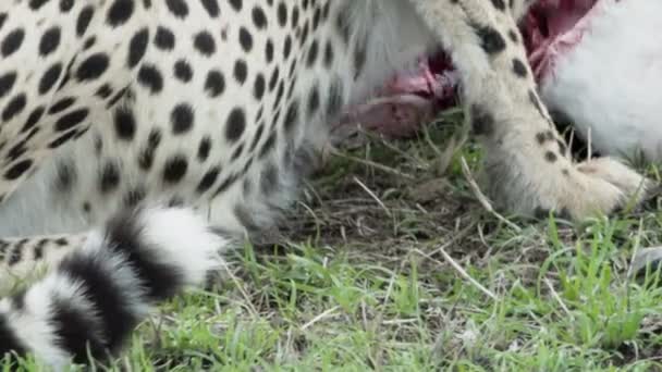 Detail Van Cheetah Staart Poot Tijdens Het Voeden Van Een — Stockvideo