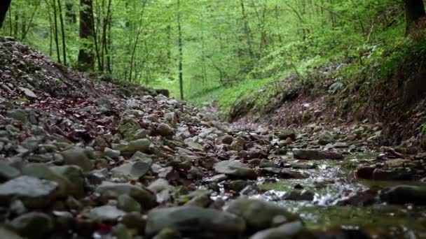 Kreek Het Bos Het Voorjaar — Stockvideo