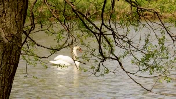 Closeup Tree Swan Gracefully Swimming Background — Video