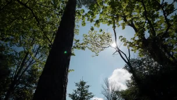 Рух Лісом Під Час Літнього Часу — стокове відео