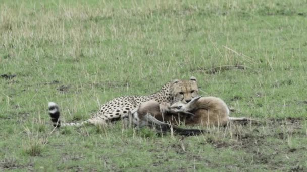 Cheetah Freshly Killed Prey Predator Performs Stranglehold Antelope Neck Carefully — Vídeo de Stock