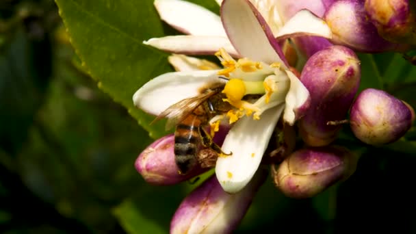 Méhecske Mászik Virágba Nektárért — Stock videók