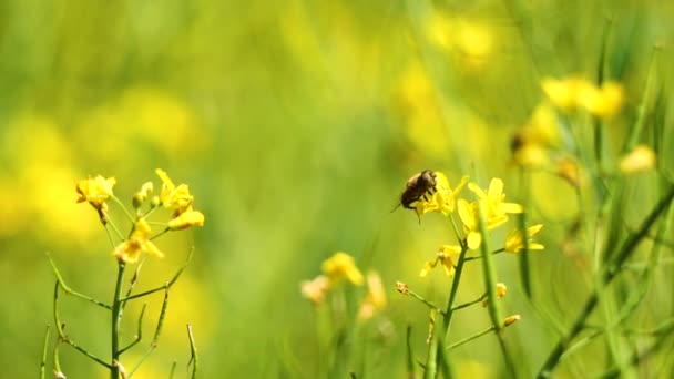 Bee Harvesting Nectar Yellow Flower — Video Stock