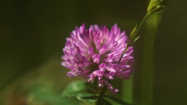 Beautiful Purple Flower Sun — Wideo stockowe