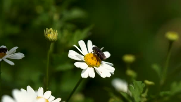 Včela Sedí Používá Nohy Bílém Žlutém Květu — Stock video
