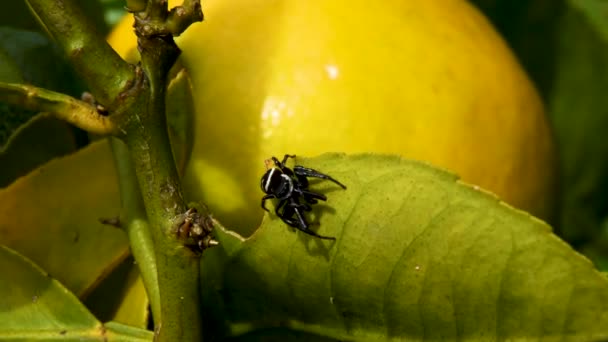 Small Black Spider White Stripes Walking Green Leaf Orange Tree — Stockvideo