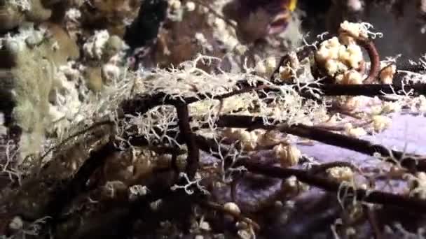 자이언트 바스켓 스타는 태평양의 산호초에서 촬영을 크기인 — 비디오