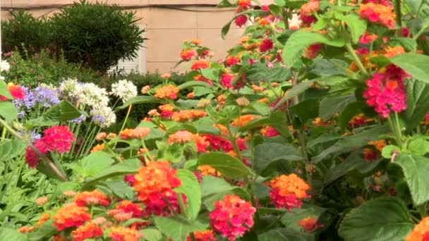 Ένας Χώρος Στη Γειτονιά Γεμάτος Λουλούδια Lantana Arbustiva Φυτό Του — Αρχείο Βίντεο