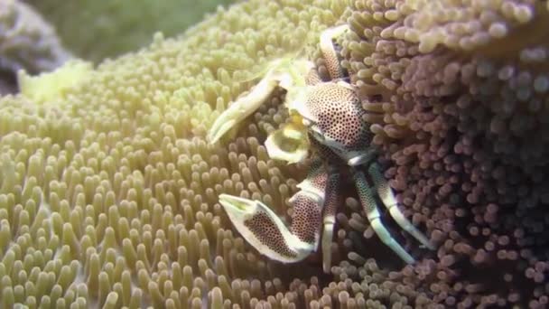 Spotted Porcelain Crab Midst Yellow Sea Anemone Filtering Plankton Water — стоковое видео