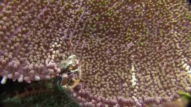 Плямистий Порцеляновий Краб Краю Великого Морського Анемона Годування Середній Постріл — стокове відео