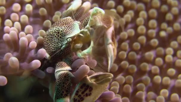 Gefleckte Porzellankrabbe Inmitten Rötlicher Seeanemonen Die Das Plankton Mit Federartigen — Stockvideo