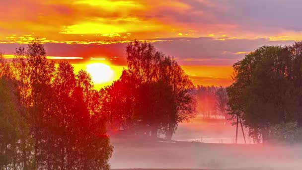 Static Shot Sunset Rural Landscape White Fog Passing Birch Trees — стоковое видео