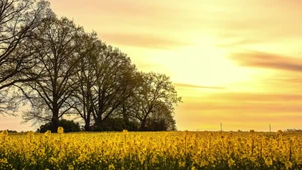 Shot Yellow Clouds Moving Sky Moving Rapeseed Field Daytime Timelapse — Vídeos de Stock