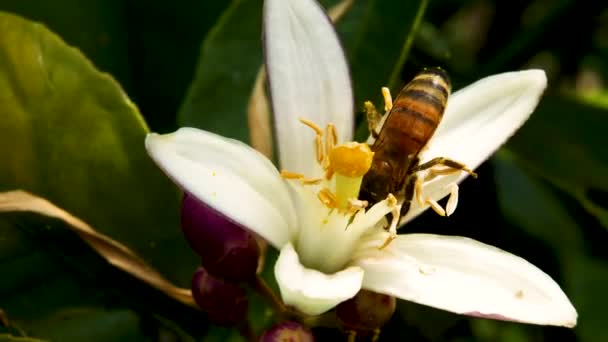Bal Arısı Nektarı Çıkarmak Için Bir Çiçekte Sürünüyor — Stok video