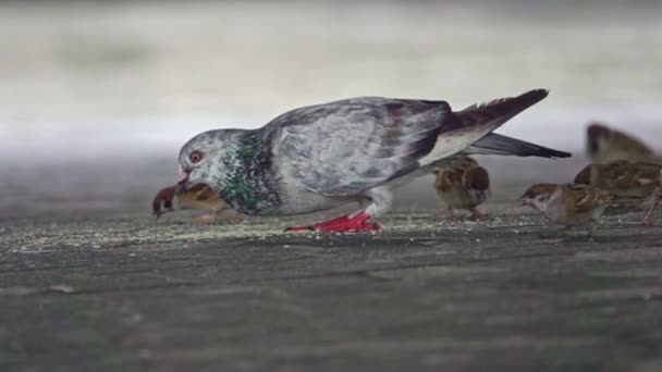 ピジョンとスズメが都会の古い街のスローモーションで食べる — ストック動画