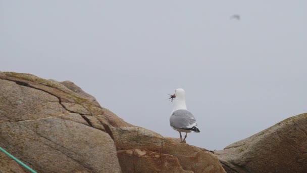 Hungry Seagull Eating Scavenging Food Rock Bird Flying Slow Motion — Stock Video