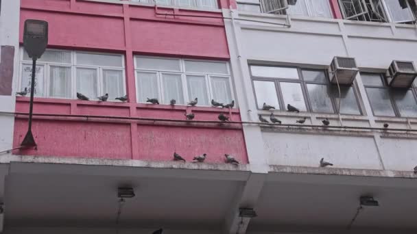 Egy Meghökkentő Videó Sok Madárról Akik Egy Épület Előtt Ültek — Stock videók