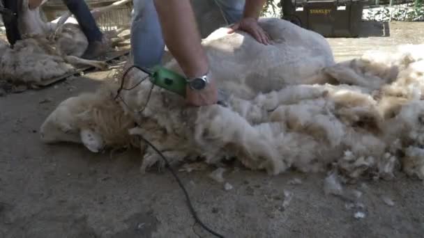 View Young Farmer Shearing Sheep Wool Sheep Lying Ground Gran — ストック動画