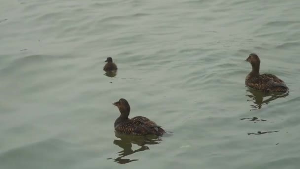 Family Ducks Newborn Baby Duckling Eating Ocean Marina Slow Motion — Αρχείο Βίντεο