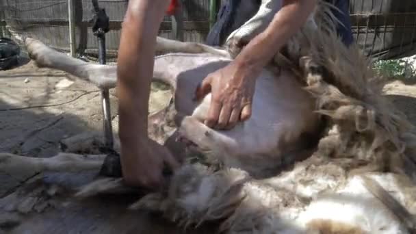 Close Shot Man Shearing His White Sheep Foot Wool Australian — Video Stock