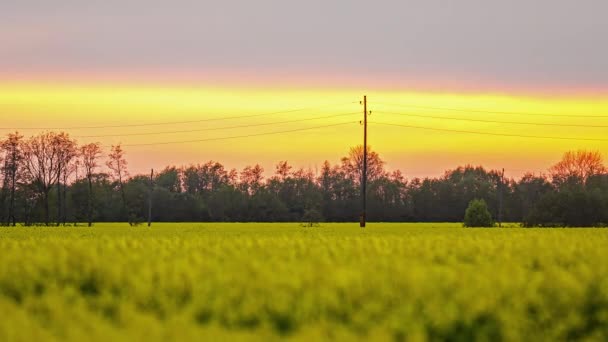 Static View Beautiful Yellow Rapeseed Crop Field Getting Dark Sun — Stockvideo