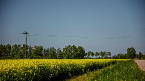 Static Shot Car Passing Timelapse Gravel Pathway Running Yellow Flower — Video Stock