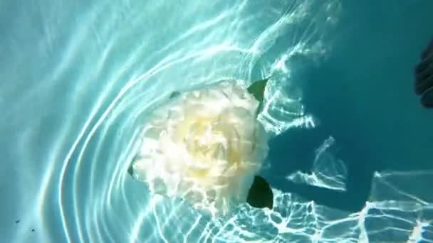 Slow Zoom White Rose Floating Underwater Pool Light Ripples Play — Wideo stockowe