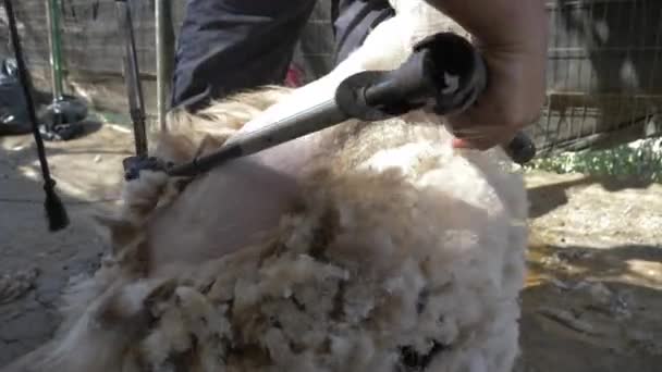 Close Shot Has Been Taken Farmer Shearing Sheep Wool Agricultural — Stockvideo