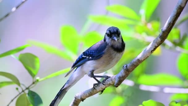 Close Blue Jay Bird Perched Branch — Vídeos de Stock