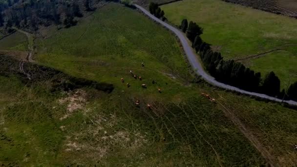 牛の群れは 野生の自然山の環境で有機牛の放牧で構成され 涼しい晴れた日に道路の近くに無料です 頭上のドローンが降下中 ルーゴ ガリシア スペイン — ストック動画