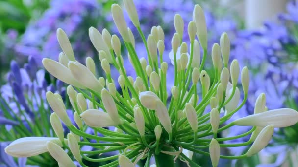 183 Video Allium ursinum de Stock ⬇ Descargar Videos Allium ursinum Libres  de Derechos | Depositphotos