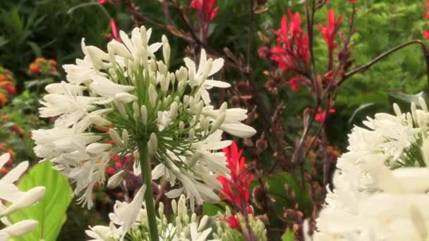 Kép Fehér Fokhagyma Hagymavirág Piros Nád Liliom Virágok Hátterében Zöld — Stock videók