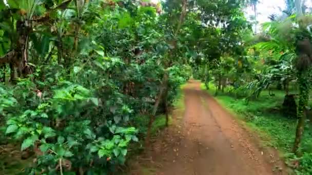 在非洲圣多美 沿着森林中靠近树木的土路走着 — 图库视频影像