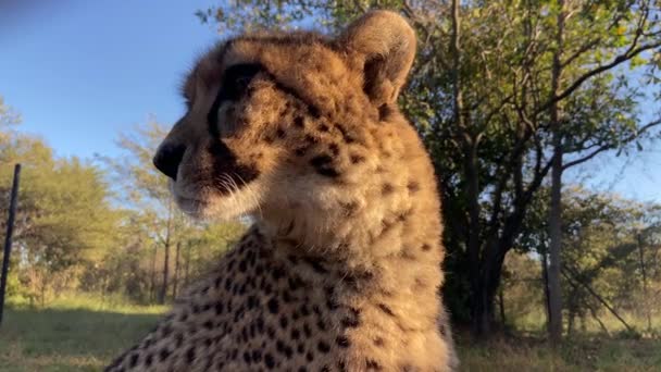 Static Low Angle View Single Cheetah Sunset Time African Savannah — Stock Video