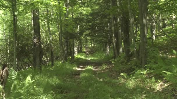 Video Refreshing Summer Deep Forest Thickets Old Trees — Stockvideo