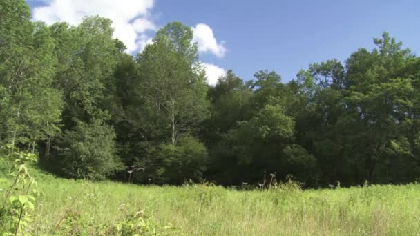 Una Vista Ipnotizzante Gruppo Alberi Verdi Una Radura Forestale — Video Stock
