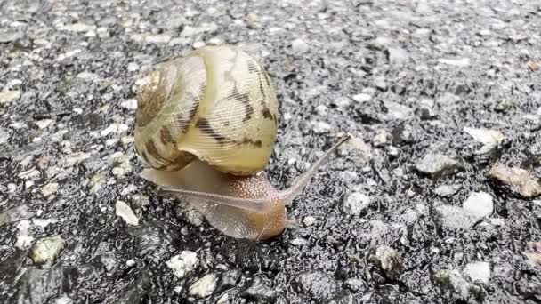 蜗牛带着弹壳沿着小路移动 — 图库视频影像